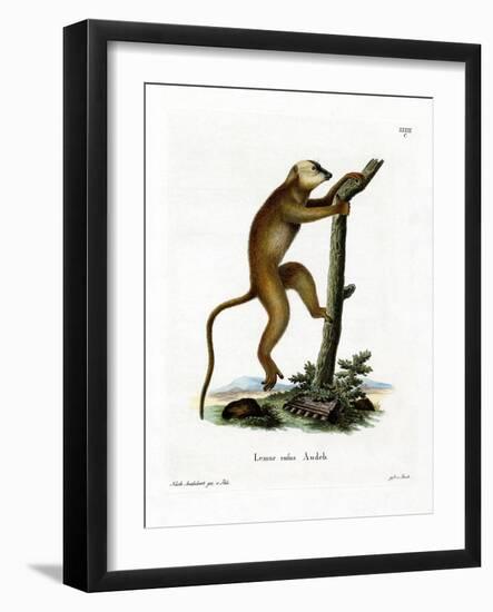 Red Lemur-null-Framed Giclee Print