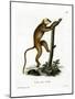 Red Lemur-null-Mounted Giclee Print