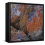 Red Lichen on Rocks-Micha Pawlitzki-Framed Stretched Canvas