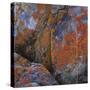 Red Lichen on Rocks-Micha Pawlitzki-Stretched Canvas