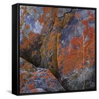 Red Lichen on Rocks-Micha Pawlitzki-Framed Stretched Canvas