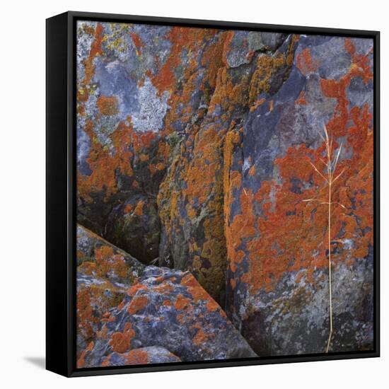 Red Lichen on Rocks-Micha Pawlitzki-Framed Stretched Canvas