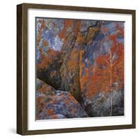 Red Lichen on Rocks-Micha Pawlitzki-Framed Photographic Print