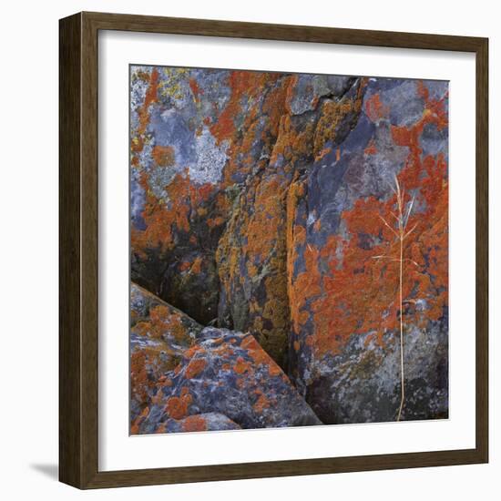 Red Lichen on Rocks-Micha Pawlitzki-Framed Photographic Print