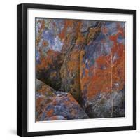 Red Lichen on Rocks-Micha Pawlitzki-Framed Photographic Print