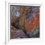 Red Lichen on Rocks-Micha Pawlitzki-Framed Photographic Print