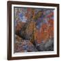 Red Lichen on Rocks-Micha Pawlitzki-Framed Photographic Print