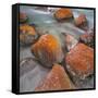 Red Lichens on Stones in the Valle Di Nardi, Trentino, Italy-Rainer Mirau-Framed Stretched Canvas