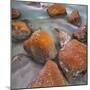 Red Lichens on Stones in the Valle Di Nardi, Trentino, Italy-Rainer Mirau-Mounted Photographic Print