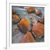 Red Lichens on Stones in the Valle Di Nardi, Trentino, Italy-Rainer Mirau-Framed Photographic Print