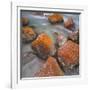 Red Lichens on Stones in the Valle Di Nardi, Trentino, Italy-Rainer Mirau-Framed Photographic Print