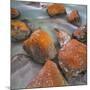 Red Lichens on Stones in the Valle Di Nardi, Trentino, Italy-Rainer Mirau-Mounted Photographic Print