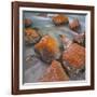 Red Lichens on Stones in the Valle Di Nardi, Trentino, Italy-Rainer Mirau-Framed Photographic Print