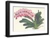 Red Lilac-null-Framed Art Print