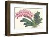 Red Lilac-null-Framed Art Print