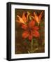 Red Lilies-John Seba-Framed Art Print