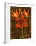 Red Lilies-John Seba-Framed Art Print