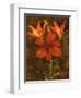 Red Lilies-John Seba-Framed Art Print