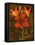 Red Lilies-John Seba-Framed Stretched Canvas