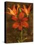 Red Lilies-John Seba-Stretched Canvas