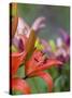 Red Lilly in Bloom-Terry Eggers-Stretched Canvas