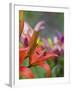 Red Lilly in Bloom-Terry Eggers-Framed Photographic Print