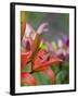 Red Lilly in Bloom-Terry Eggers-Framed Photographic Print