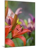 Red Lilly in Bloom-Terry Eggers-Mounted Photographic Print