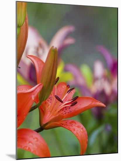 Red Lilly in Bloom-Terry Eggers-Mounted Photographic Print