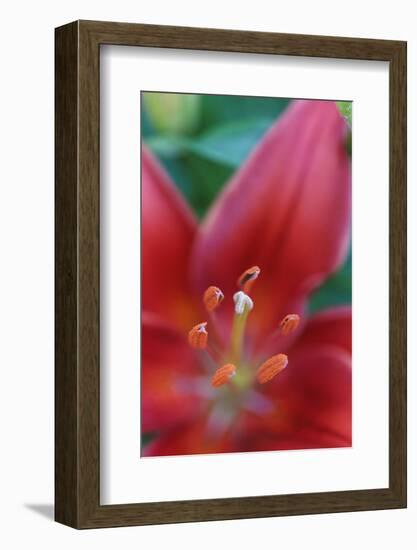 Red lily close-up, Kentucky-Adam Jones-Framed Photographic Print