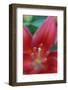 Red lily close-up, Kentucky-Adam Jones-Framed Photographic Print