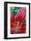 Red lily close-up, Kentucky-Adam Jones-Framed Photographic Print