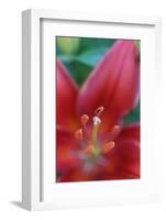 Red lily close-up, Kentucky-Adam Jones-Framed Photographic Print