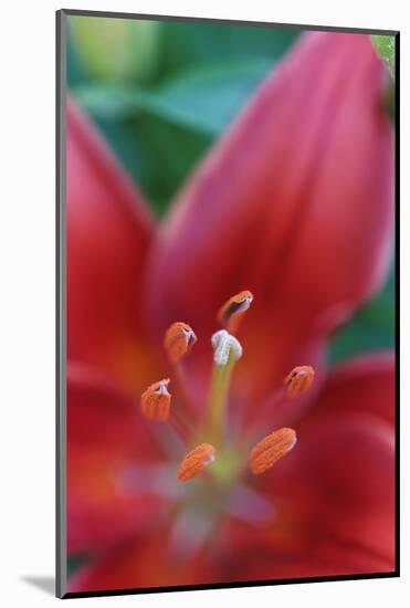 Red lily close-up, Kentucky-Adam Jones-Mounted Photographic Print