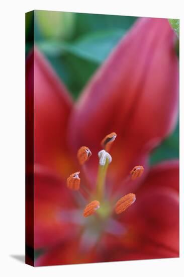 Red lily close-up, Kentucky-Adam Jones-Stretched Canvas