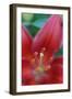 Red lily close-up, Kentucky-Adam Jones-Framed Photographic Print