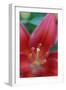 Red lily close-up, Kentucky-Adam Jones-Framed Photographic Print