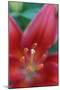 Red lily close-up, Kentucky-Adam Jones-Mounted Photographic Print