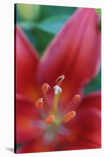 Red lily close-up, Kentucky-Adam Jones-Stretched Canvas