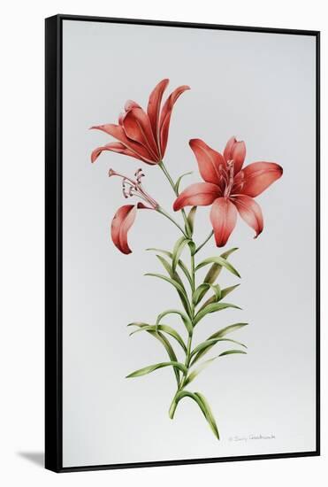 Red Lily II-Sally Crosthwaite-Framed Stretched Canvas