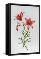 Red Lily II-Sally Crosthwaite-Framed Stretched Canvas