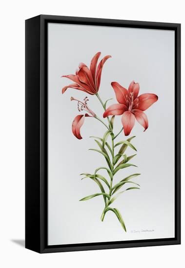 Red Lily II-Sally Crosthwaite-Framed Stretched Canvas