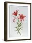 Red Lily II-Sally Crosthwaite-Framed Giclee Print