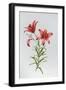 Red Lily II-Sally Crosthwaite-Framed Giclee Print