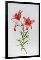 Red Lily II-Sally Crosthwaite-Framed Giclee Print