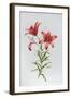 Red Lily II-Sally Crosthwaite-Framed Giclee Print