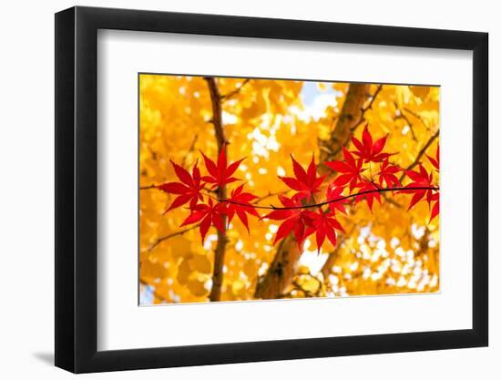Red Line in the Wind-Philippe Sainte-Laudy-Framed Photographic Print