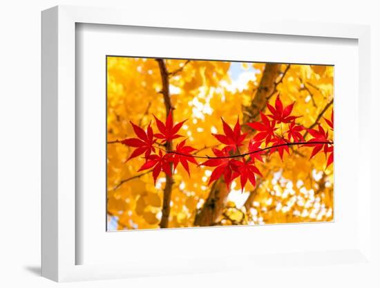 Red Line in the Wind-Philippe Sainte-Laudy-Framed Photographic Print