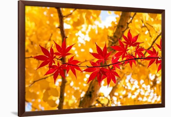 Red Line in the Wind-Philippe Sainte-Laudy-Framed Photographic Print