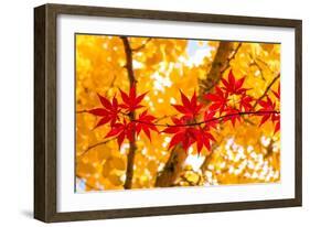 Red Line in the Wind-Philippe Sainte-Laudy-Framed Photographic Print